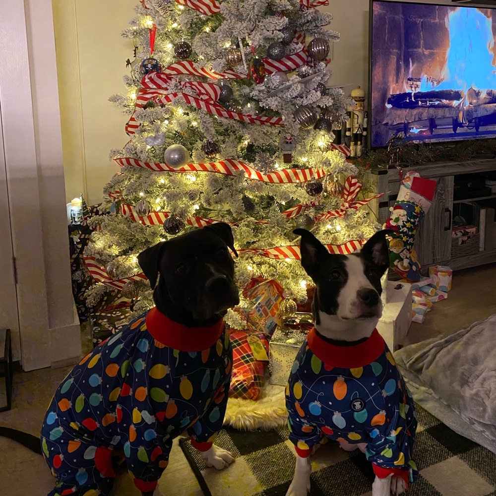 WE ARE A DOG FRIENDLY HOME!